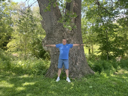 Hedges Boyer Big Tree1
